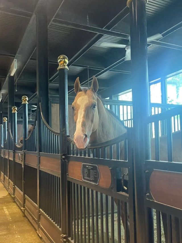 烏魯木齊‖汗血寶馬基地一定要去！