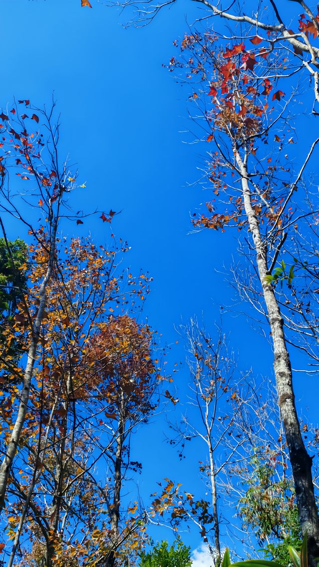 據說這裡的高山草甸獨屬海南·同款阿勒泰天花板