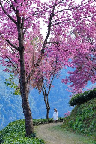 Wuliang Mountain in winter, a dreamy cherry blossom valley, a romantic pink fairy tale