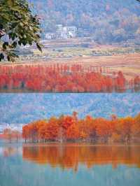 保護海岸，紅樹林是認真的