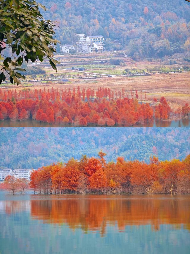 保護海岸，紅樹林是認真的