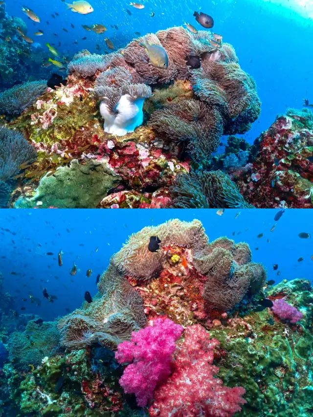 Diving in Phuket | Similan travel guide