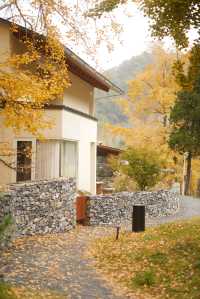 到隨州，探索銀杏秘境！