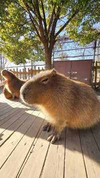 南通動物園