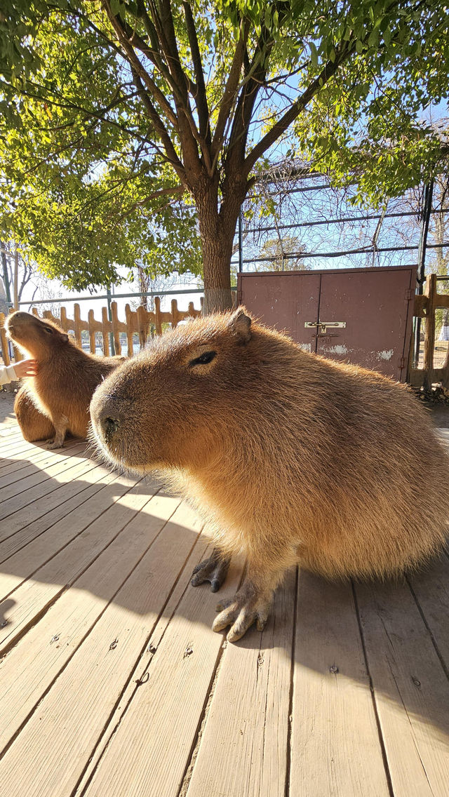 南通動物園