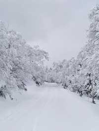 Explore the Dynamic Skiing Experience at Shiga Kogen Ski Resort in Nagano