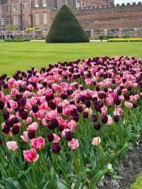 Explore Hampton Court Before Tulip Season Ends