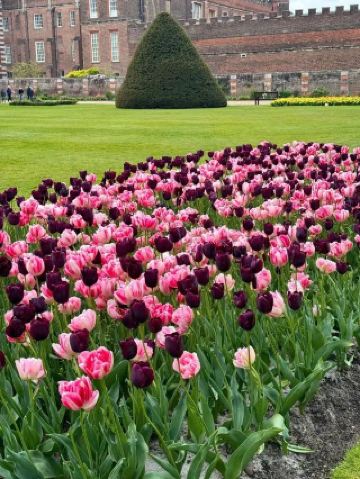 Explore Hampton Court Before Tulip Season Ends