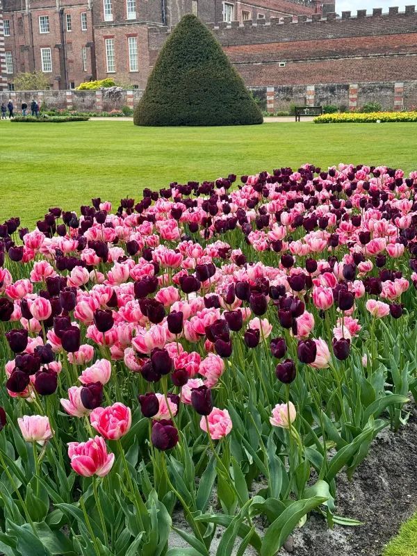 Explore Hampton Court Before Tulip Season Ends