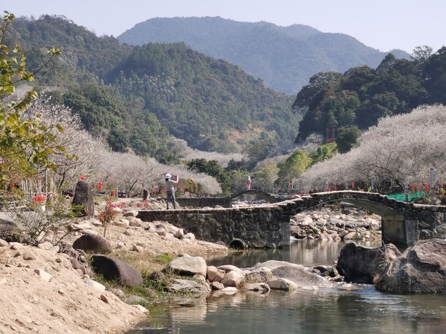 冬日汕尾必打卡點——螺洞世外梅園