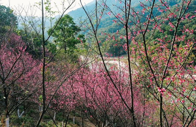 浪漫春節賞櫻花
