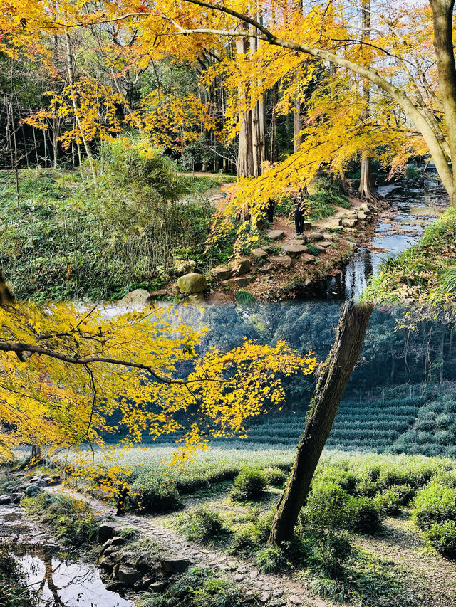 西湖風景區的茶園