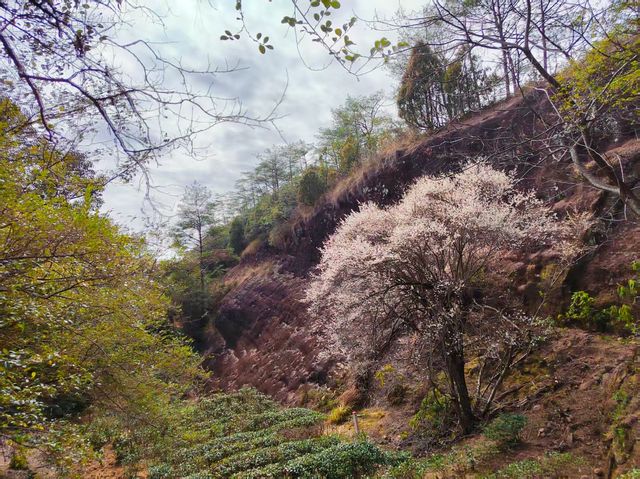 武夷山三日兩夜遊