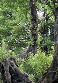 荔灣湖公園，廣州的西關風情畫卷