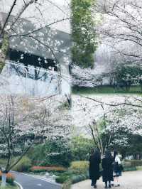 總結了近兩年武漢各個公園櫻花開放時間