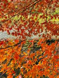 廣州出發1.5h直達廣東紅色天花板