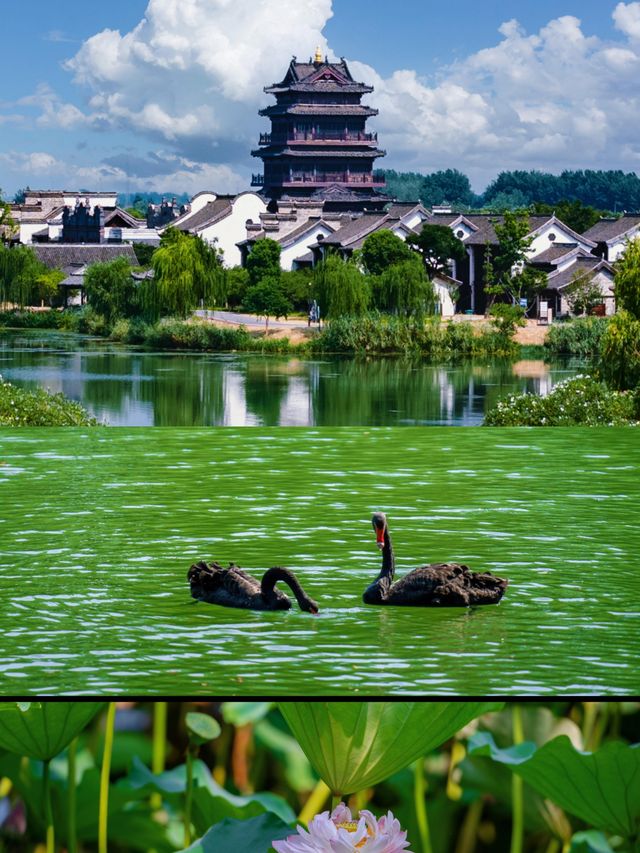 鹽城 你不宣傳這個地方，你糊塗啊…