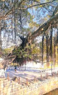 到綬溪公園看延壽橋