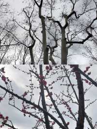 上海和平公園