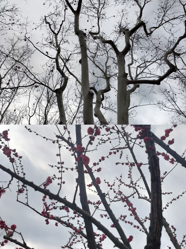 上海和平公園
