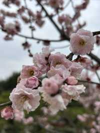 2.21 莘莊梅園實況｜「梅」不勝收，獨佔春色，專場