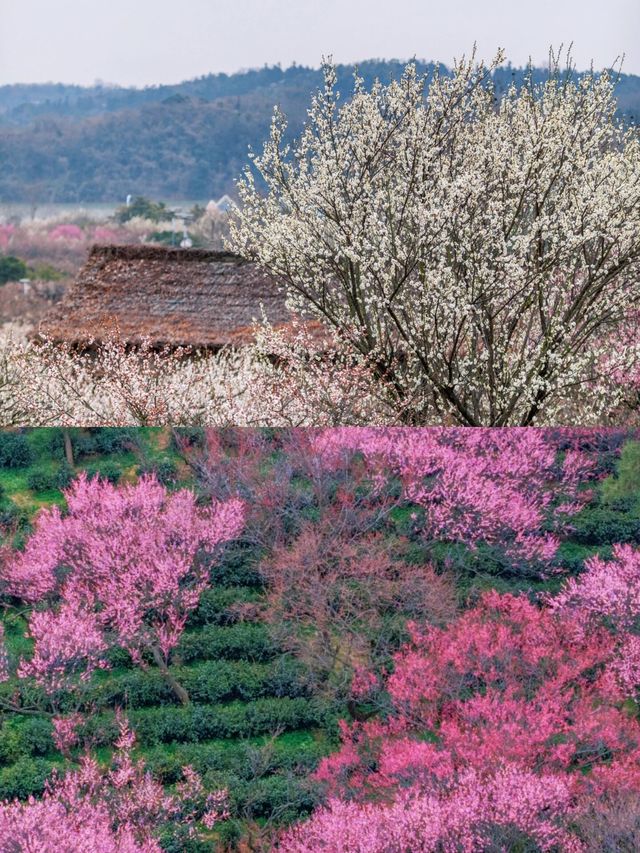 南京梅花盛放，勿錯過免費賞梅勝地