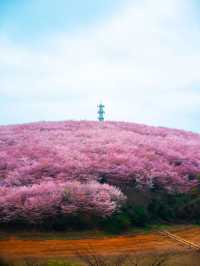 3月去貴州，淋一場藍色星球上最美的櫻花雨
