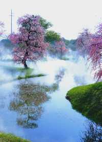 花星球