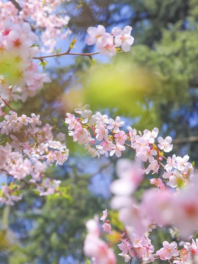 櫻花雨落太湖岸｜無錫黿頭渚的春日私語之旅