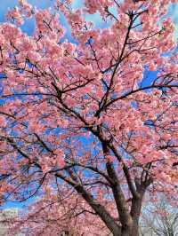 🌸邂逅東京，浪漫櫻花與晴空塔的夢幻交織