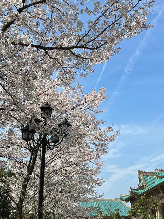 還好沒錯過武大的櫻花🌸武漢之旅圓夢啦