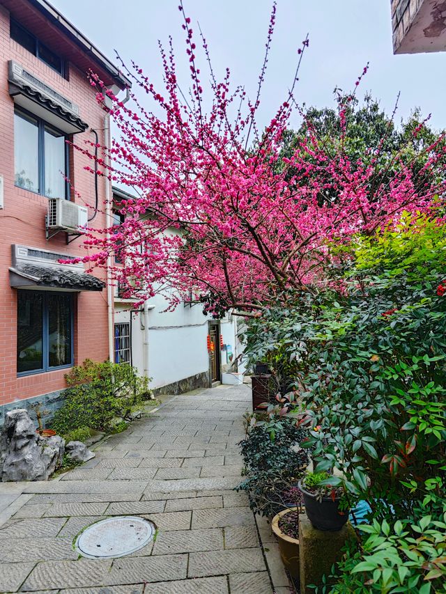 去梅家塢喝茶賞花吧
