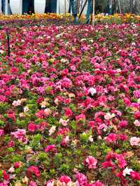 斗南花市旁竟然藏着一座鮮花主題公園