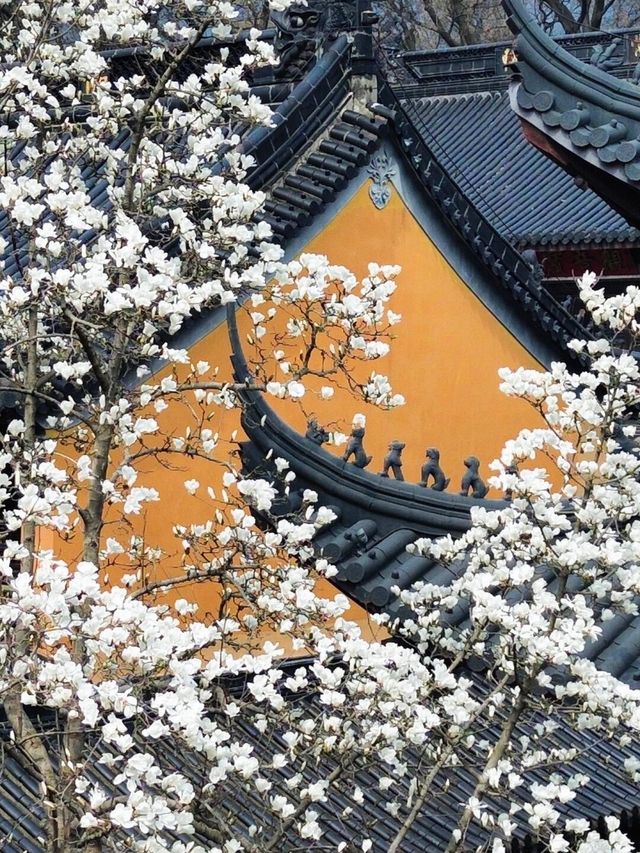 為了這一樹「白玉」，去了一趟南京！