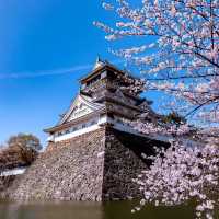 🌸2025福岡賞櫻攻略 | 本地人的私藏推介✨