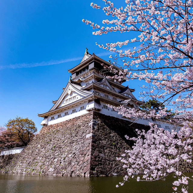 🌸2025福岡賞櫻攻略 | 本地人的私藏推介✨