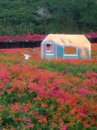 在深圳!一頭扎進漫山遍野的鮮花裏