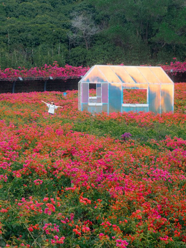 在深圳!一頭扎進漫山遍野的鮮花裏 在深圳!一頭扎進漫山遍野的鮮花裏