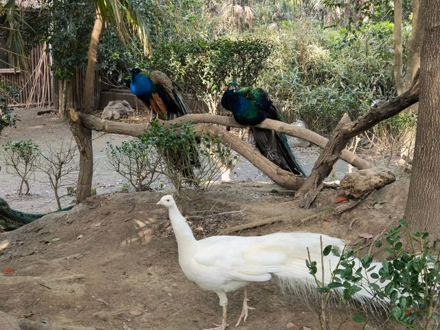 上海動物園，春遊好去處