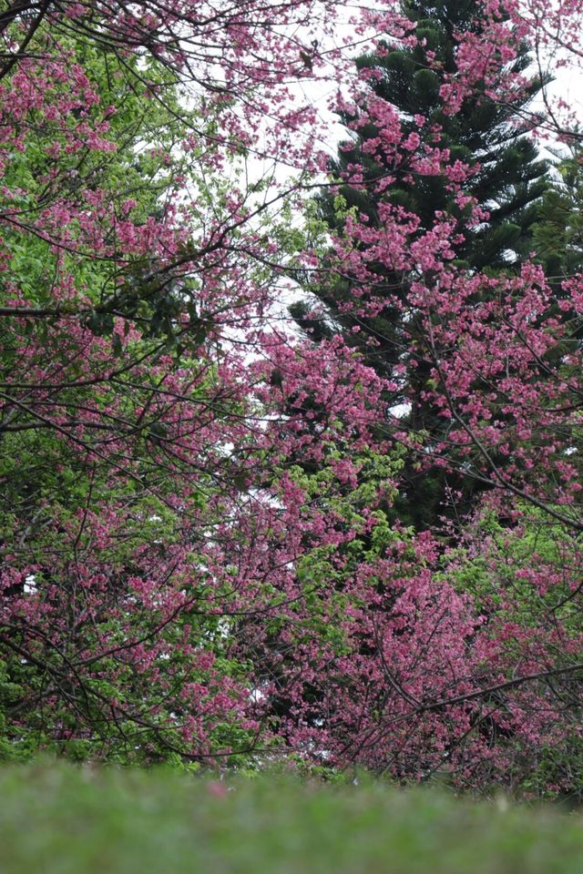 2025年第一波櫻花暴擊預警！~~石門森林公園
