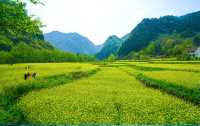 金色海洋—漢中油菜花海