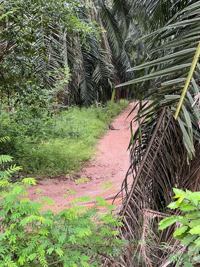 西雙版納｜小長假5日遊 超全攻略來襲