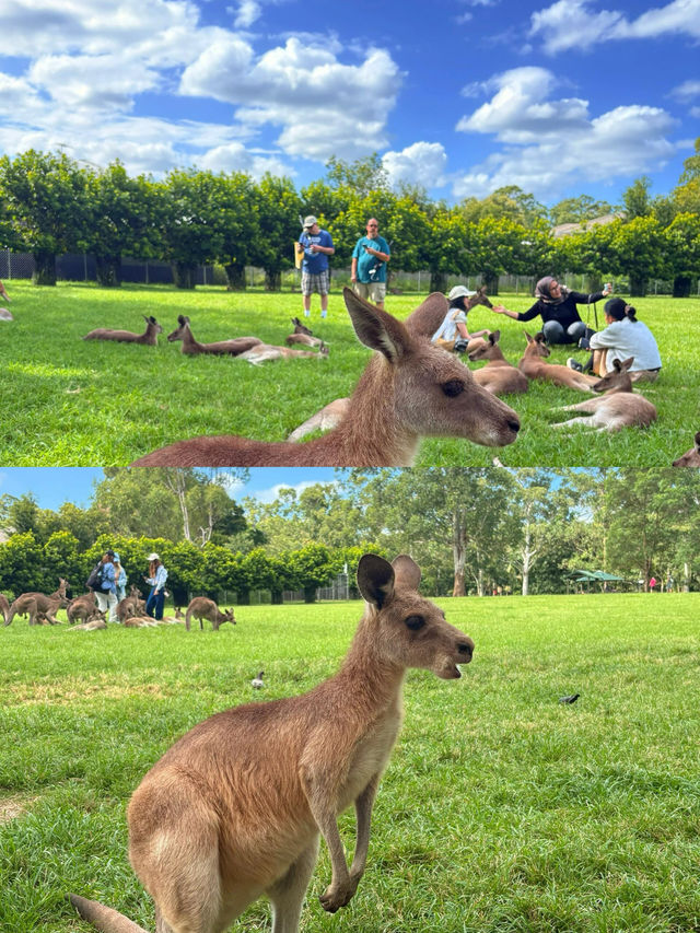 赴一場與樹熊的萌趣之約｜澳洲樹熊主題旅行攻略