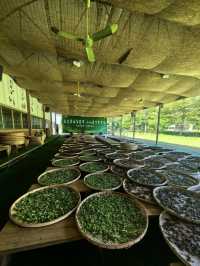 星空下的靜謐之約：大尖山露營記