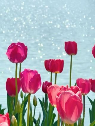 Checking in at the tulip fields of Shenshan Park