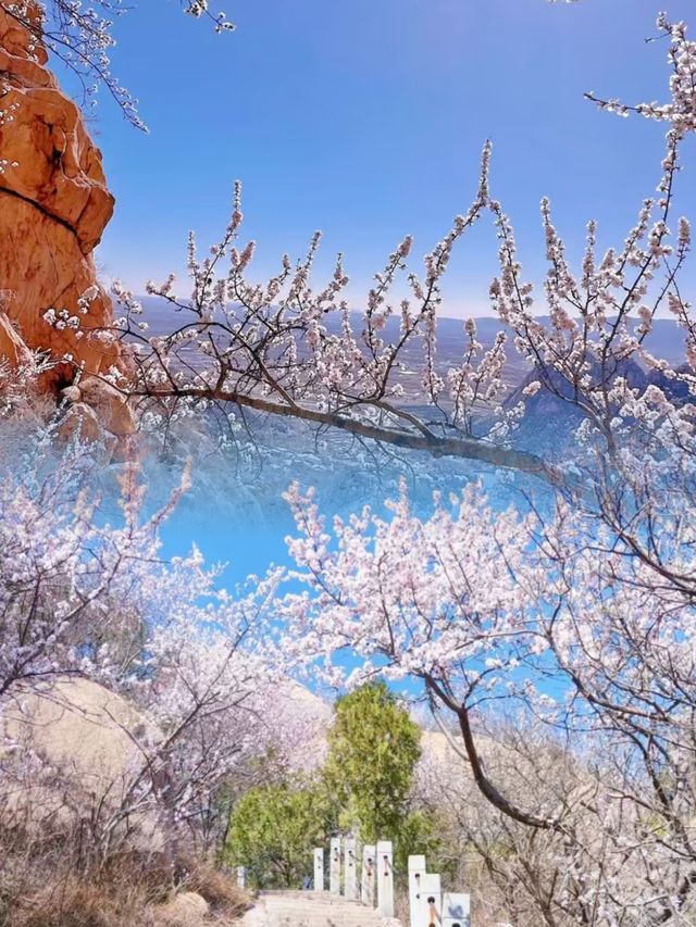 北京後花園暴擊！白虎澗山桃花開成粉色花海