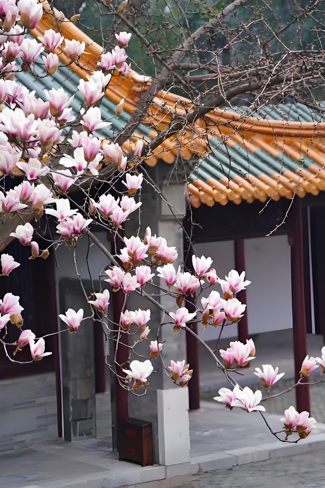 🪷邂逅明孝陵的玉蘭之美！