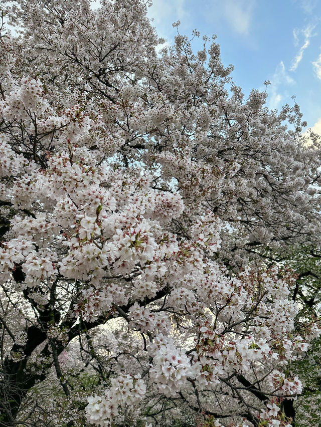 福岡賞櫻全攻略：海濱都市的春日櫻花浪漫！