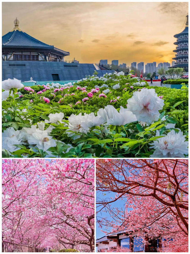 3月信陽點玩，睇呢篇就夠晒嘞