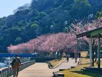 在日本四國德島中央公園欣賞櫻花
